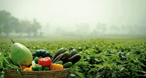 Organic Farming                   